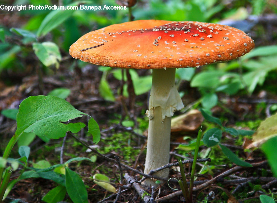 Agaric, Amanita, Fungus, Mushroom, Plant, Blossom, Flora