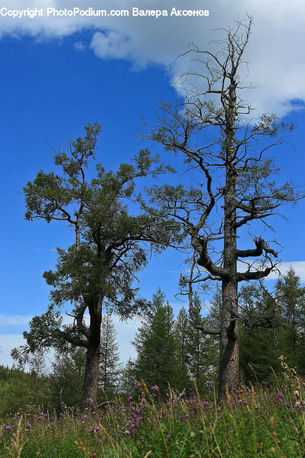 Conifer, Fir, Plant, Tree, Spruce, Wood, Vegetation