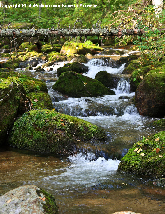 Creek, Outdoors, River, Water, Forest, Jungle, Rainforest