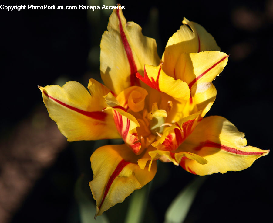 Flora, Flower, Gladiolus, Plant, Blossom, Lily, Anther