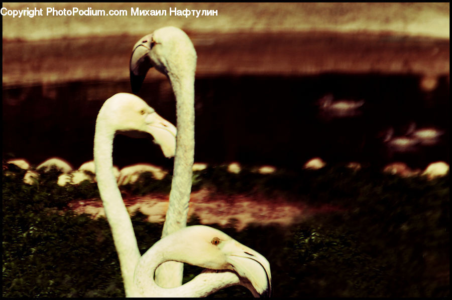 Bird, Swan, Waterfowl, Beak, Flamingo, Flock, Fire