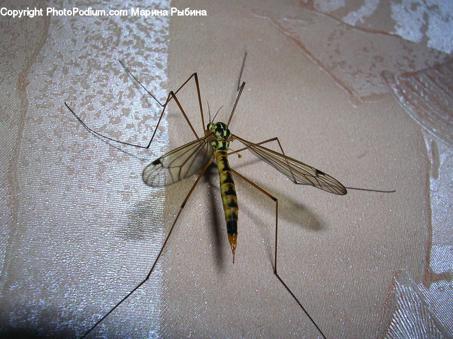 Anisoptera, Dragonfly, Insect, Invertebrate, Mosquito, Cricket Insect, Grasshopper