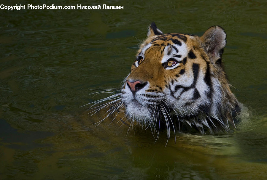 Animal, Mammal, Tiger