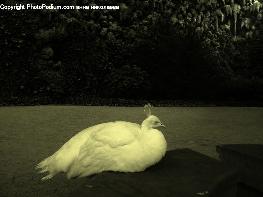 Bird, Swan, Waterfowl, Goose, Duck, Teal, Asphalt
