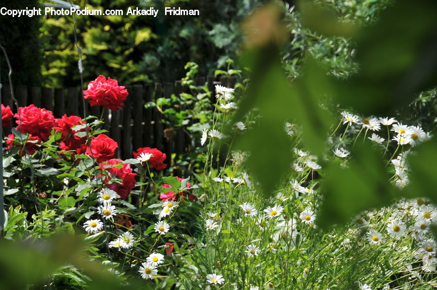 Blossom, Carnation, Flower, Plant, Rose, Potted Plant, Flora