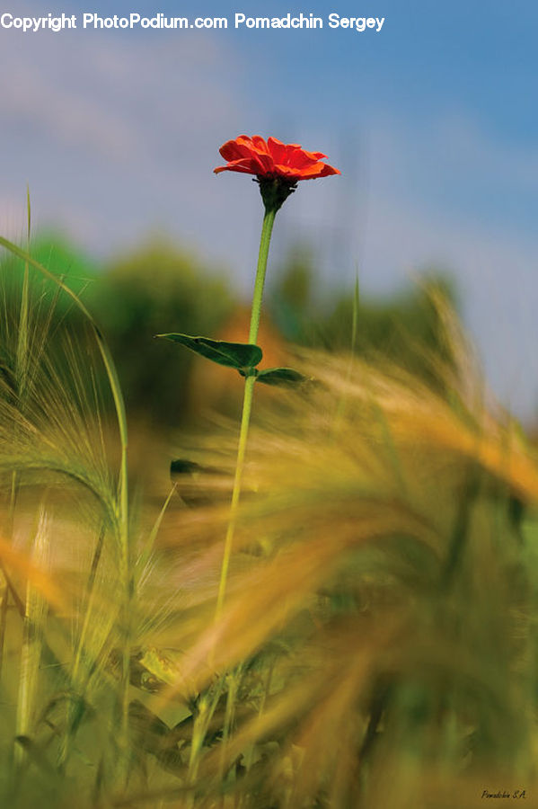 Blossom, Flora, Flower, Plant, Field, Grass, Grassland
