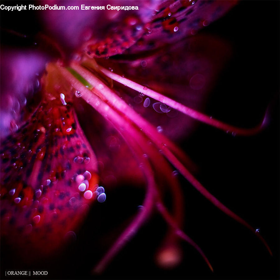 Blossom, Flora, Flower, Geranium, Plant, Glitter, Light