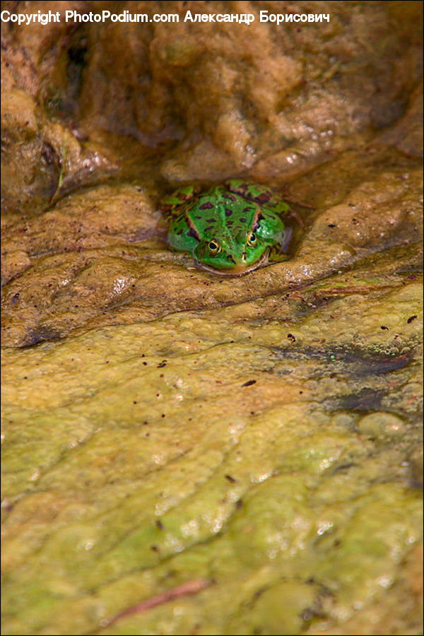Amphibian, Frog, Wildlife, Algae, Crawdad, Seafood