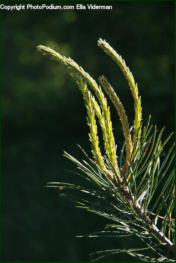 Conifer, Fir, Plant, Tree, Pine, Spruce, Wood
