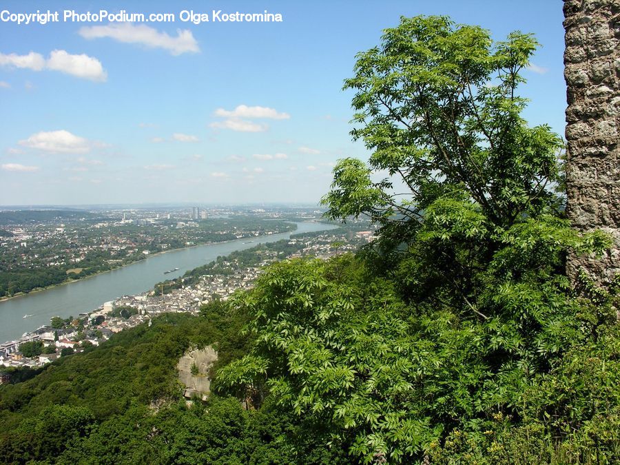 Plant, Tree, Landscape, Nature, Scenery, Bush, Vegetation