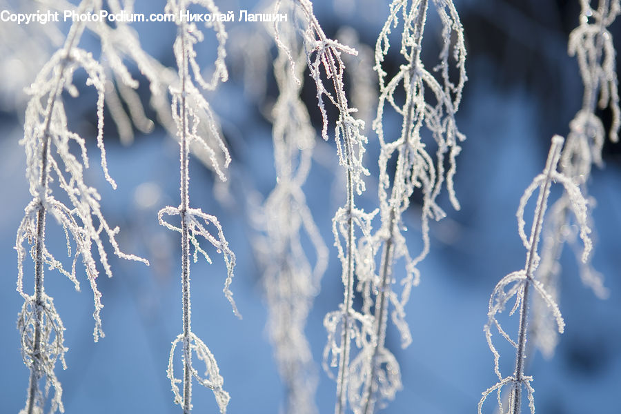 Frost, Ice, Outdoors, Snow, Field, Grass, Grassland