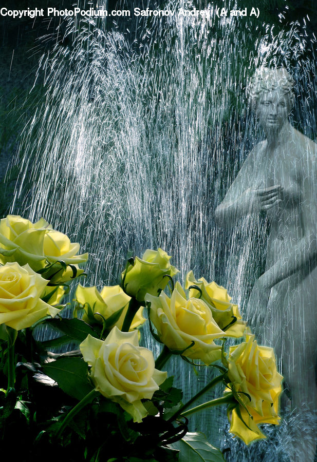 Blossom, Flower, Plant, Rose, Flower Arrangement, Flower Bouquet, Flora