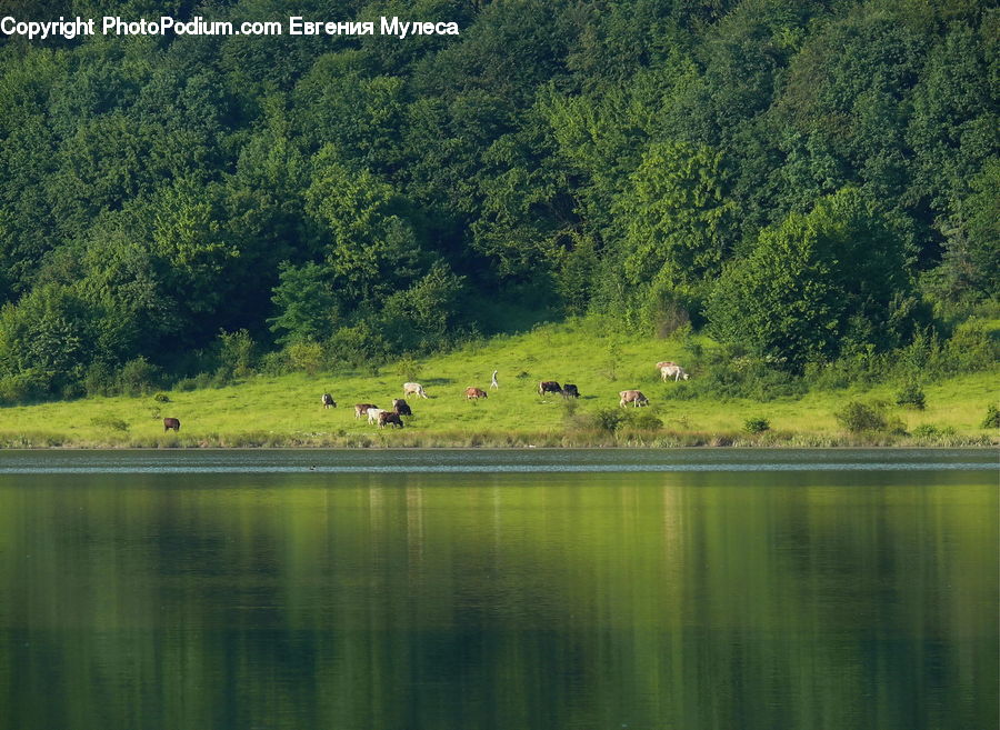 Forest, Jungle, Rainforest, Vegetation, Landscape, Nature, Scenery