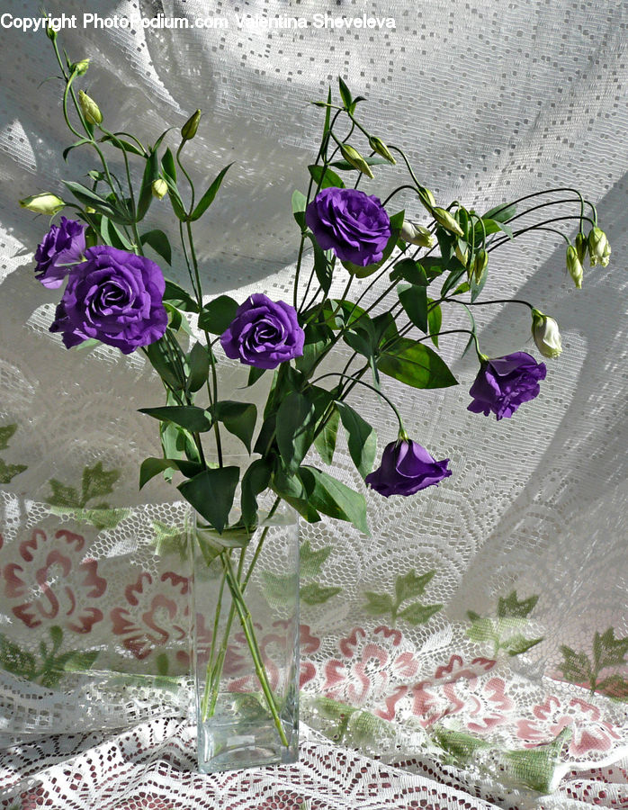 Blossom, Flower, Plant, Rose, Flower Arrangement, Flower Bouquet, Potted Plant