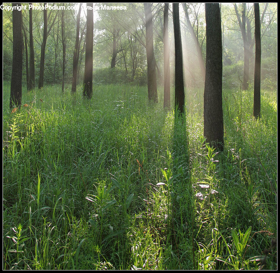Field, Grass, Grassland, Plant, Forest, Vegetation, Lawn