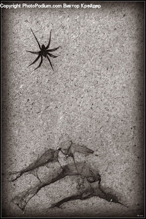 Arachnid, Garden Spider, Insect, Invertebrate, Spider, Fence, Wall