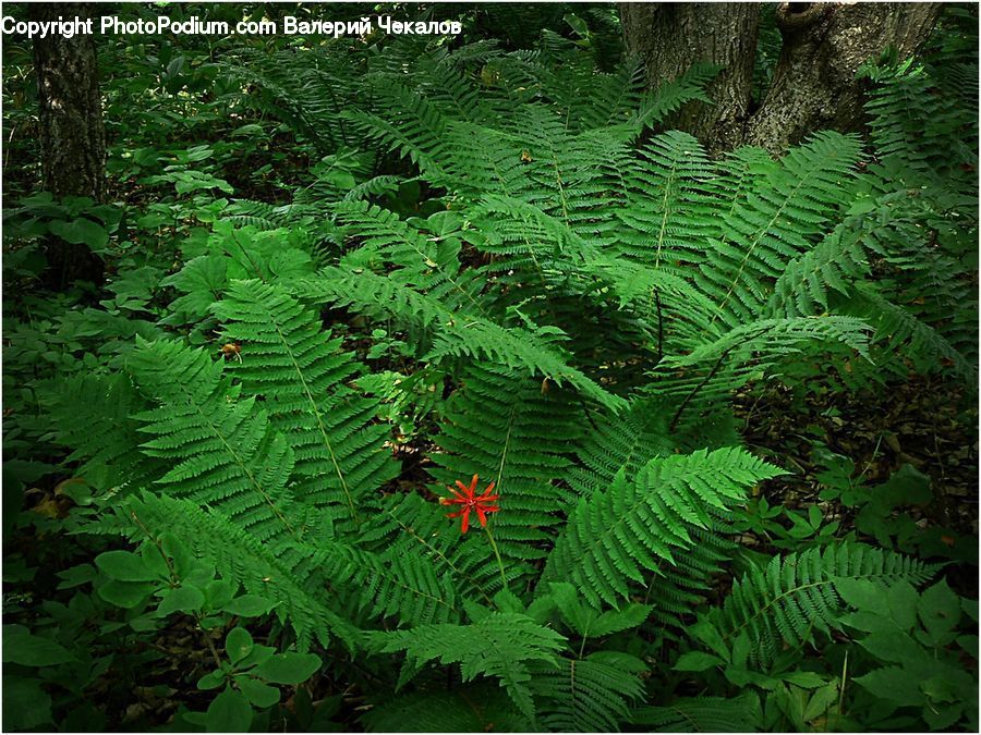 Fern, Plant