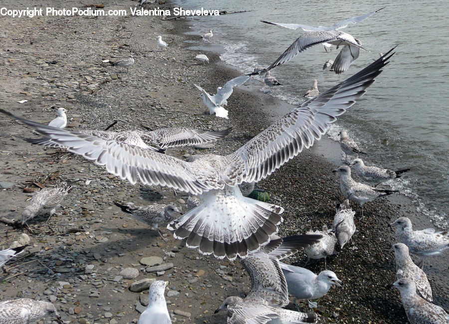 Bird, Seagull, Goose, Waterfowl, Booby, Grouse, Ptarmigan