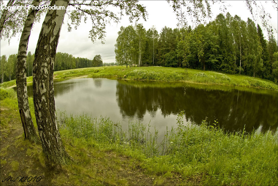 Outdoors, Pond, Water, Forest, Grove, Land, Field