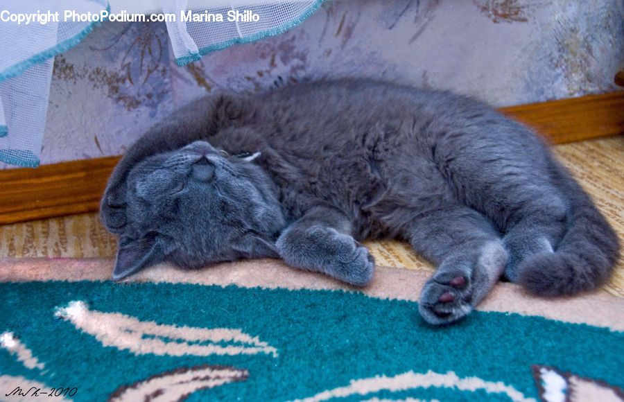 Blanket, Home Decor, Quilt, Towel, Animal, Cat, Mammal