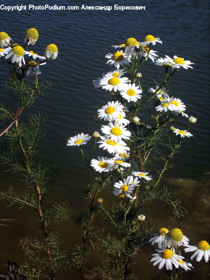 Plant, Potted Plant, Daisies, Daisy, Flower, Lily, Pond Lily
