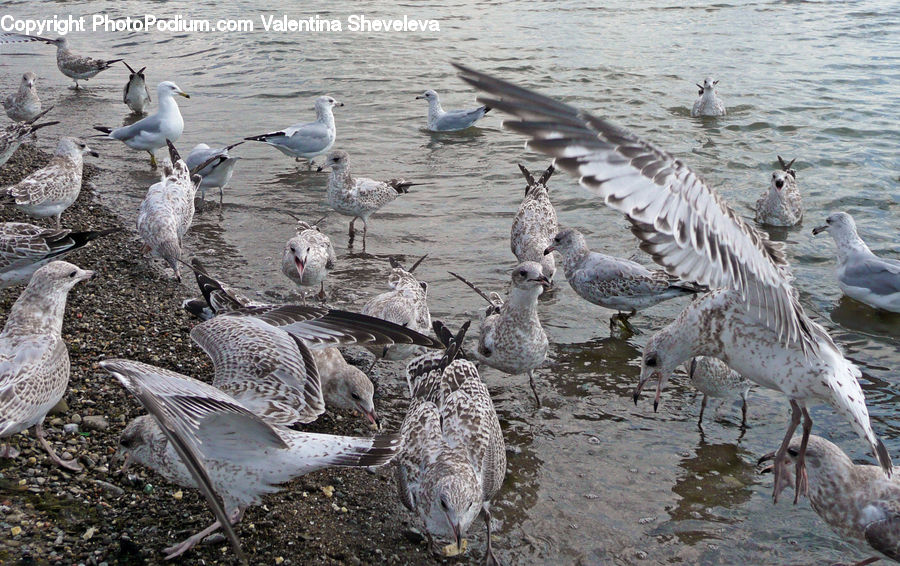 Bird, Seagull, Goose, Waterfowl, Albatross, Crane Bird, Heron