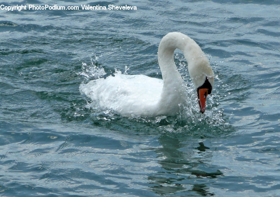 Bird, Swan, Waterfowl, Sport, Swimming, Water, Beak