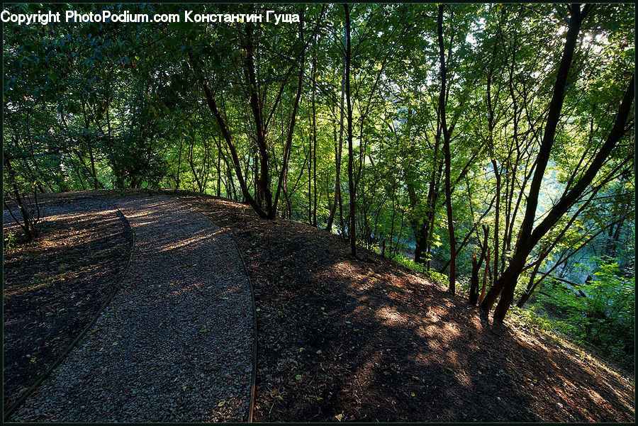 Dirt Road, Gravel, Road, Path, Walkway, Forest, Vegetation