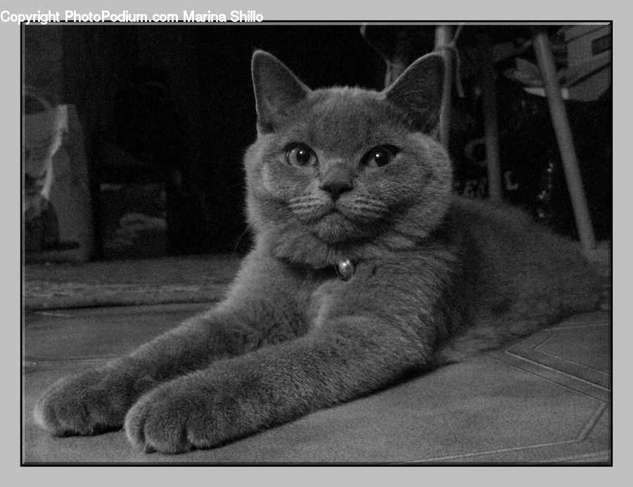 Abyssinian, Animal, Cat, Mammal, Pet, Adorable