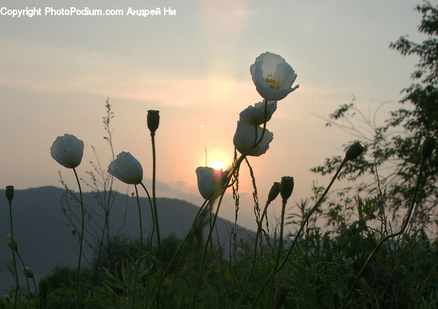 Flare, Light, Sunlight, Blossom, Flora, Flower, Plant