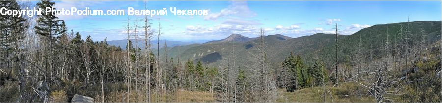 Crest, Mountain, Outdoors, Peak, Forest, Vegetation, Conifer