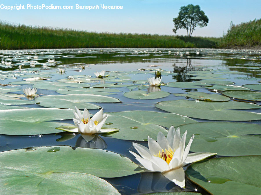 Flower, Lily, Plant, Pond Lily, Blossom, Flora
