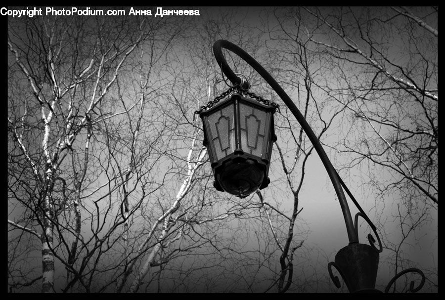 Bird Feeder, Plant, Tree