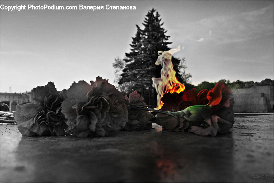 Bonfire, Campfire, Camping, Fire, Flame, Conifer, Fir