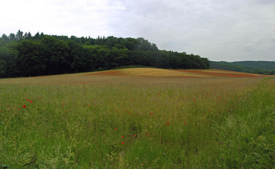 Field, Grass, Grassland, Land, Outdoors, Mound, Plant