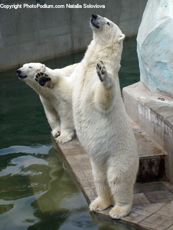 Animal, Bear, Mammal, Art, Sculpture, Statue, Rock