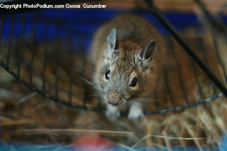 Animal, Cat, Kitten, Mammal, Pet, Field, Grass