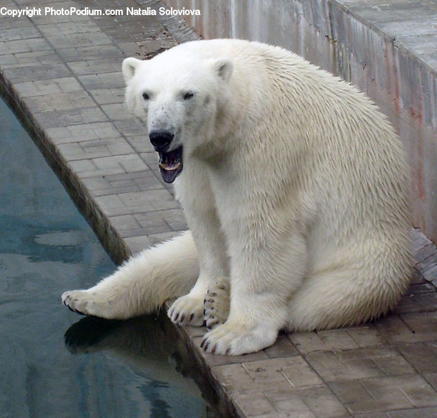 Animal, Bear, Mammal, Polar Bear