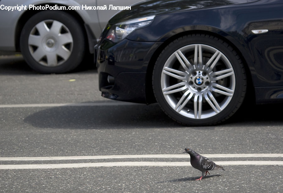 Bird, Pigeon, Dove, Alloy Wheel, Car Wheel, Machine, Spoke