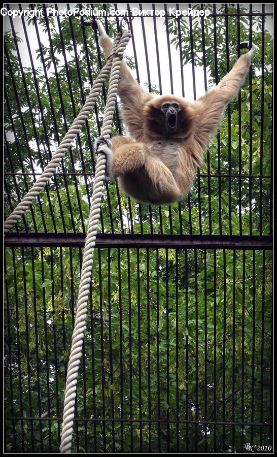 Animal, Mammal, Sloth, Three-Toed Sloth, Zoo, Monkey