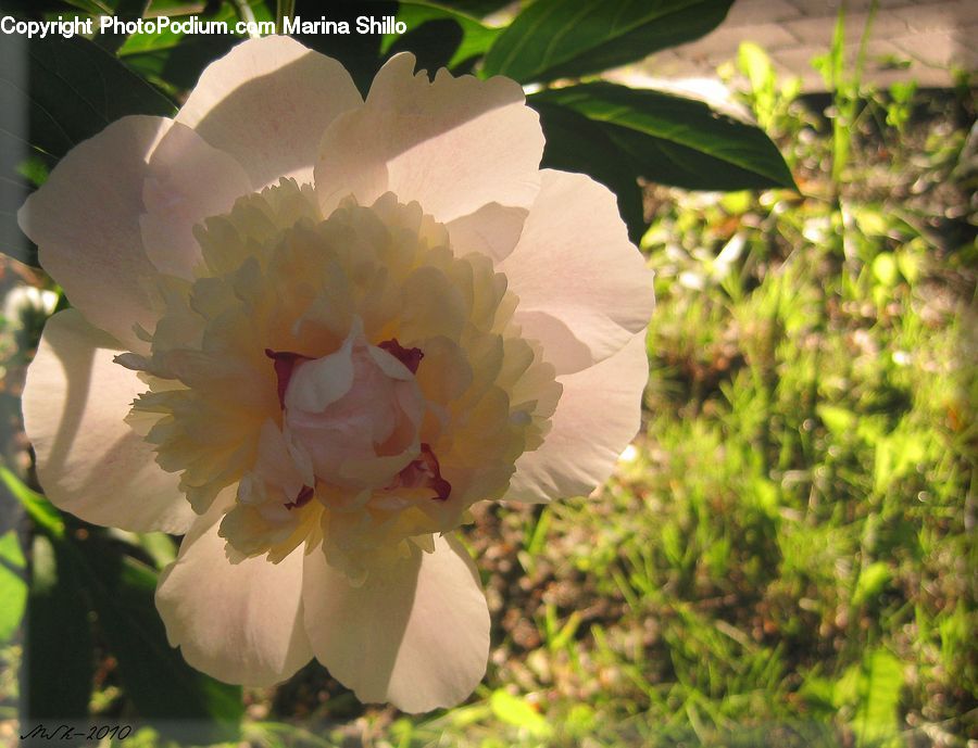 Blossom, Flower, Peony, Plant, Asparagus, Produce, Vegetable