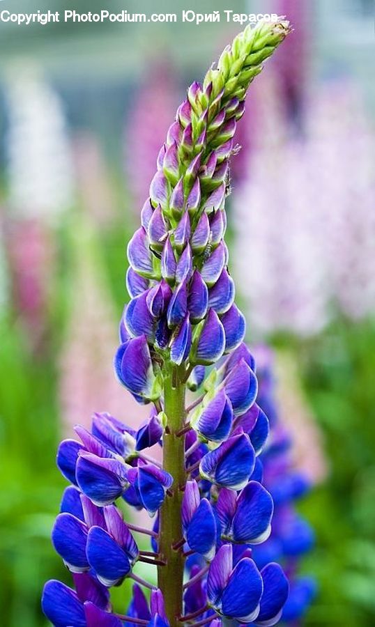 Flower, Lupin, Plant, Blossom, Flora, Petal