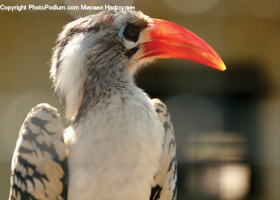 Beak, Bird, Head, Portrait, Booby, Parakeet, Parrot