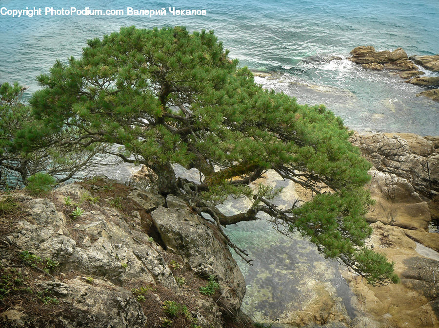 Cliff, Outdoors, Rock, Plant, Vegetation, Conifer, Fir