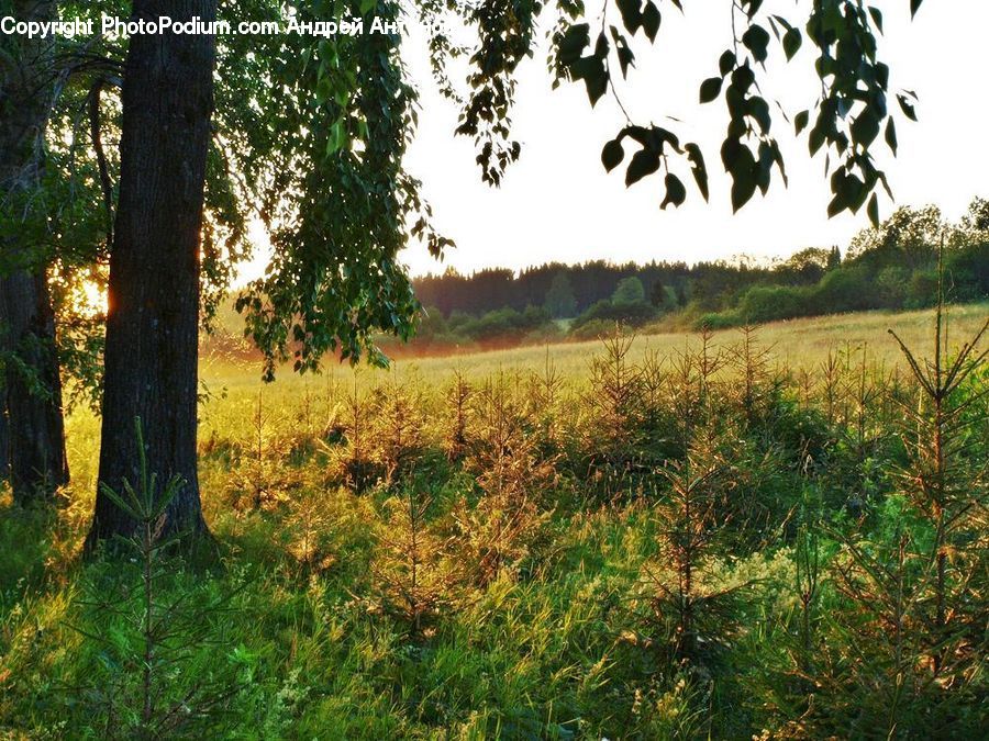 Field, Grass, Grassland, Land, Outdoors, Oak, Tree