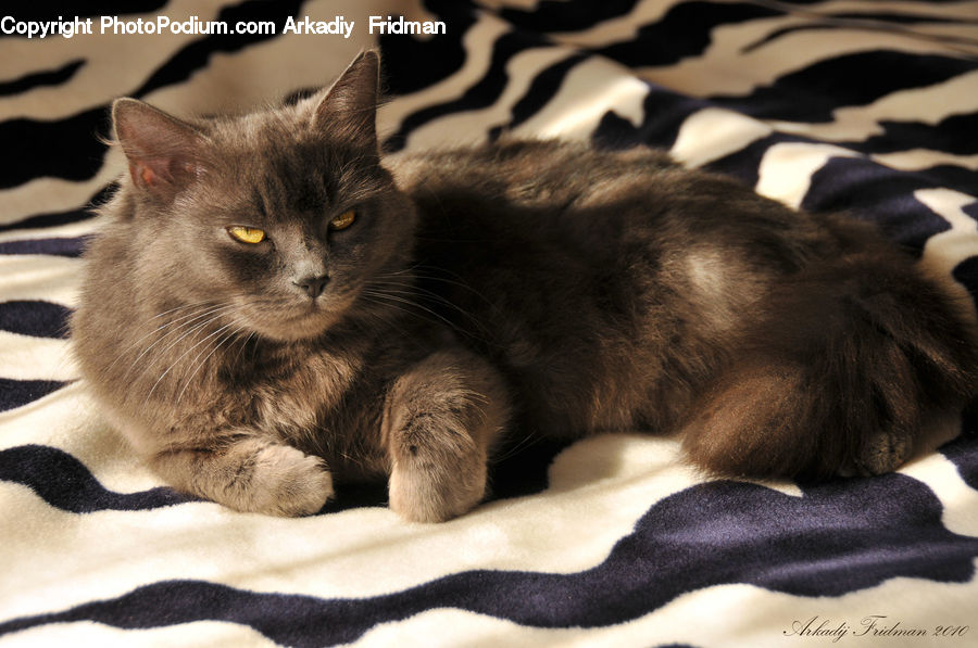 Animal, Cat, Mammal, Manx, Pet, Kitten, Siamese