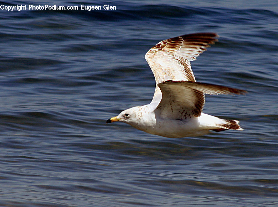 Bird, Goose, Waterfowl, Beak, Booby