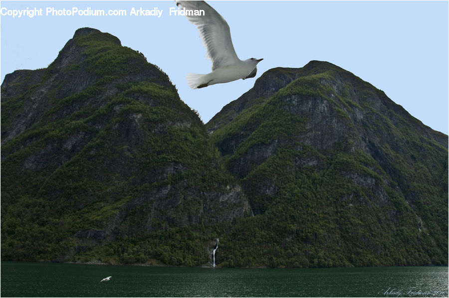 Bird, Seagull, Booby, Coast, Island, Land, Sea