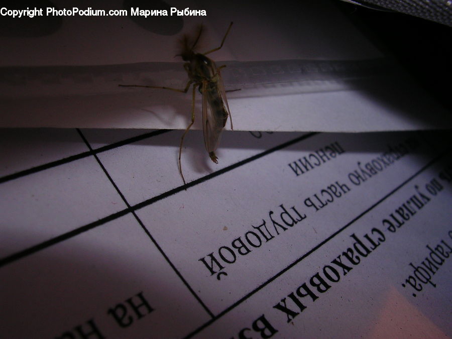 Insect, Invertebrate, Mosquito, Cricket Insect, Grasshopper, Asilidae, Cockroach