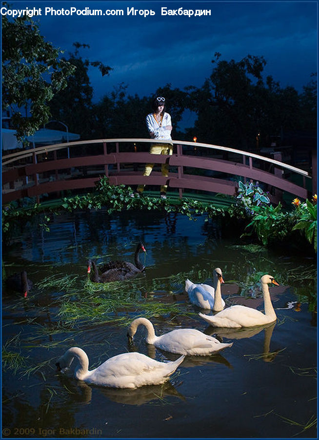 Plant, Potted Plant, Bird, Swan, Waterfowl, Goose, Outdoors